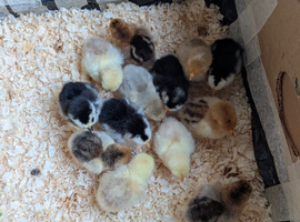Pekin bantam hen