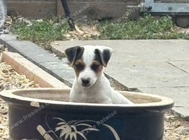 Pure Jack Russell