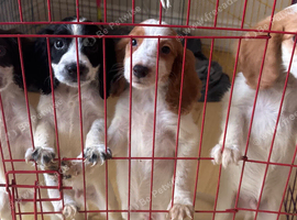 4 beautiful cockerspaniel puppies for sale