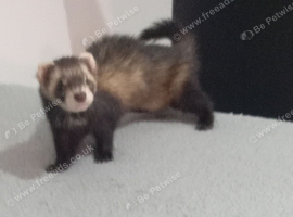 Loving Home Wanted for Gentle Ferret Boy