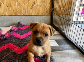 Brindle and red Staffordshire bull terrier puppies
