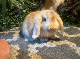 2 harlequin mini lops ready to go