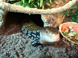 blue tongue skink (indonesian)