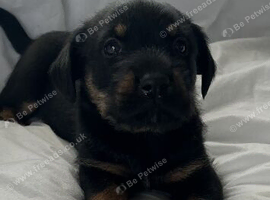 Rottweiler x German shepard