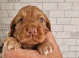 Stunning litter of working cocker spaniels
