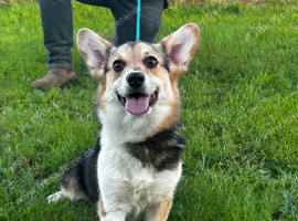 Bonnie - Tri Coloured Female (1 1/2 years old)