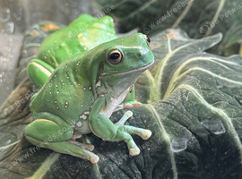 Rehoming 4 White's Tree Frogs FREE