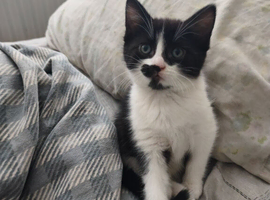 very cute very friendly kittens