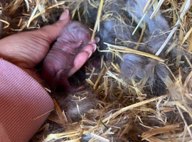 Mini lop