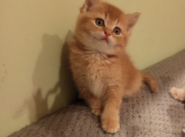 Kittens ready for rehoming