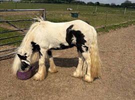 Benson 12.2 lightweight cob