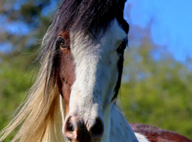 Stunning fresian x cob for sale