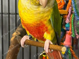 Pineapple Conure