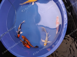 koi available &pound;5 small koi
