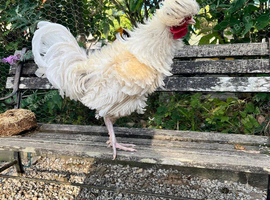 Beautiful 6-Month-Old White Frizzle Cockerel