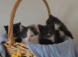 Beautiful Kittens Looking for Loving Homes