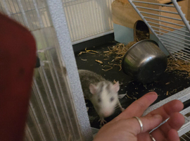 3 female  rats and cage