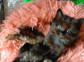 Ragdoll cross kittens