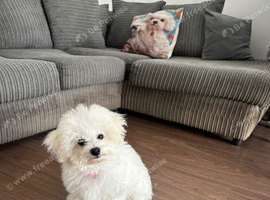 1 girl left Pure Pedigree Champion Bloodline Bichon Frise