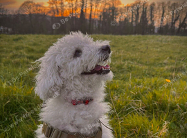 Bella peach - poochon for rehome
