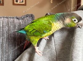 6 year old female conure