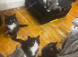 Ragdoll cross Russian blue