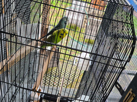 Budgies