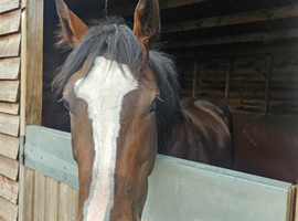 15.1 Chestnut Thoroughbred Gelding