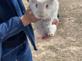 White smooth coat guinea pig