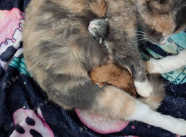 Kittens for sale