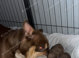 Mico small bullys