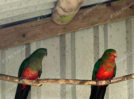 Pair of Australian king