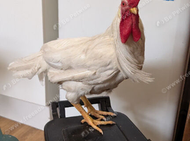 Young cockerel