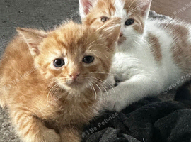 4 pretty kittens for sale