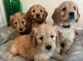 Beautiful mini golden doodle puppies