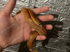 Baby corn snake