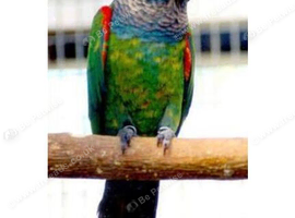 Pearly Conure