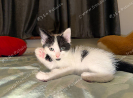 Cute & Adorable Cat