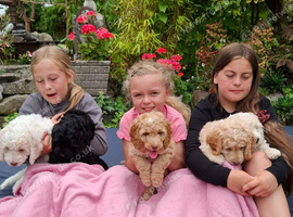 Beautiful Cockapoo Puppies For Sale