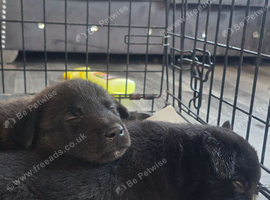 Dutch Shepherd