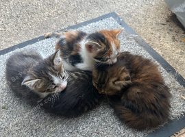 3 kitten
