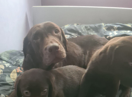 Pure breed chocolate Labradors