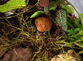 Young strawberry Pac-Man frog
