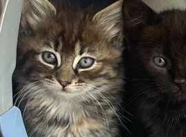 Beautiful kittens ready to leave now