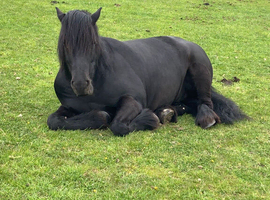 14 2 hands pony