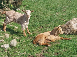 Royal Golden Guernsey Goat wether available now.