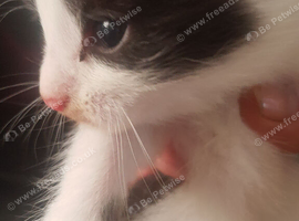 Gorgeous kittens