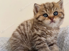 Stunning Golden Tabby British Shorthair boy