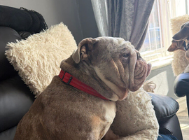 English bulldog puppies