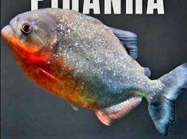 SWAP PIRANHA FISH FOR OSCARS OR PAROON SHARKS OR SOMETHING NICE